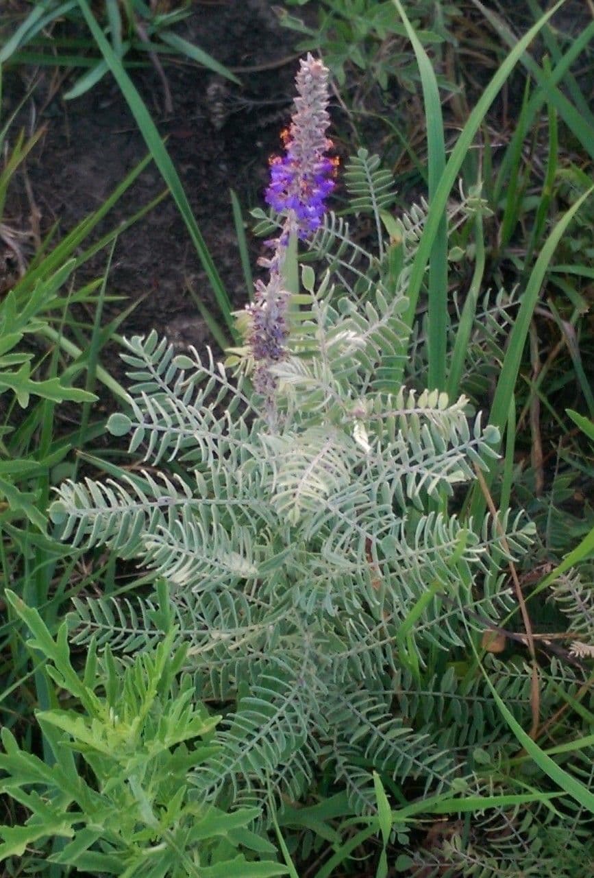 Leadplant 14