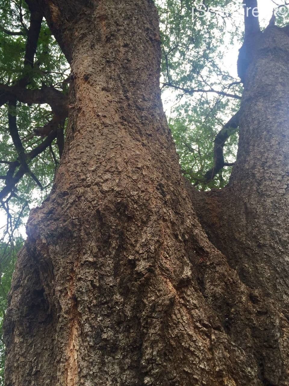 Vachellia gerrardii 14