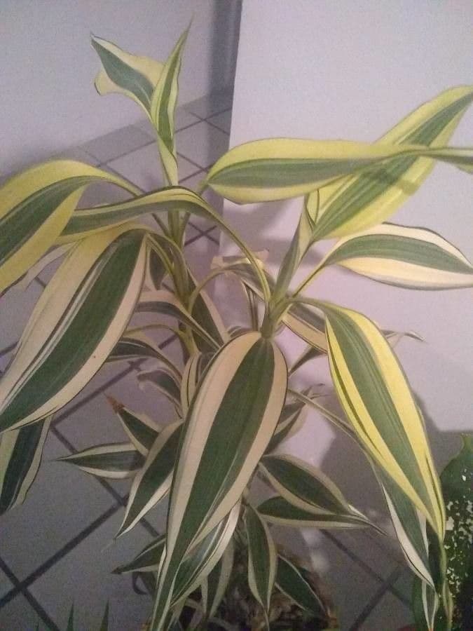 Dracena 3