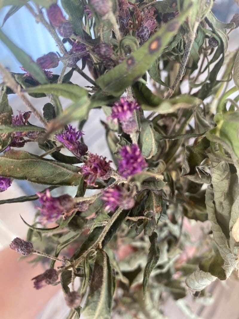 Vernonia di Baldwin 6