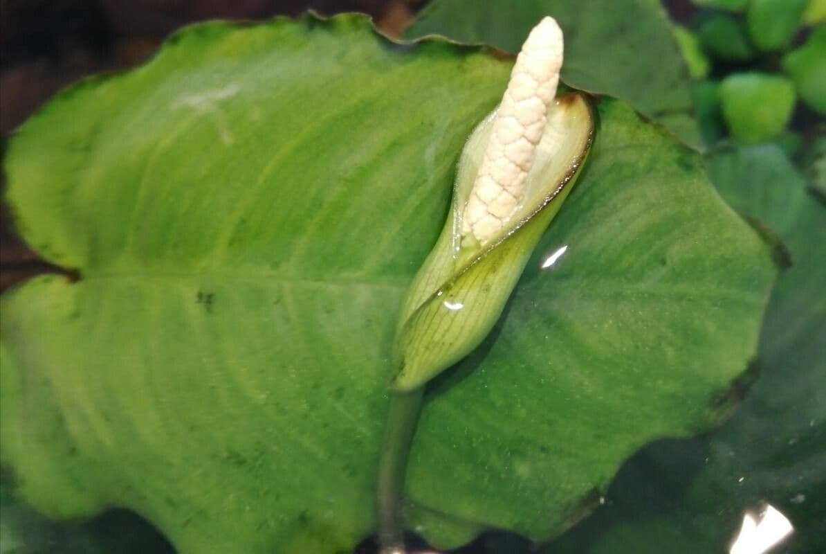 Anubias di Barter 2