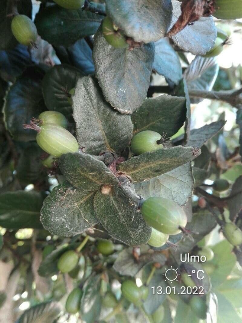 Eucryphia 2