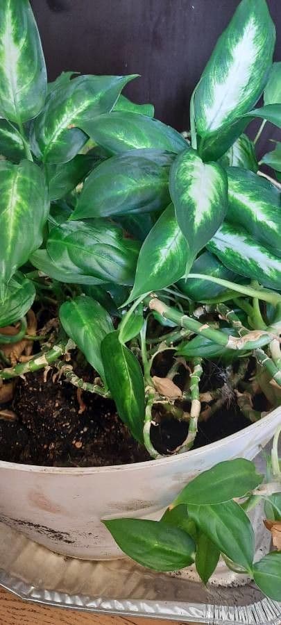 Dieffenbachia 25