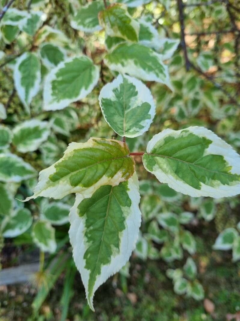 Chinese stachyurus 9