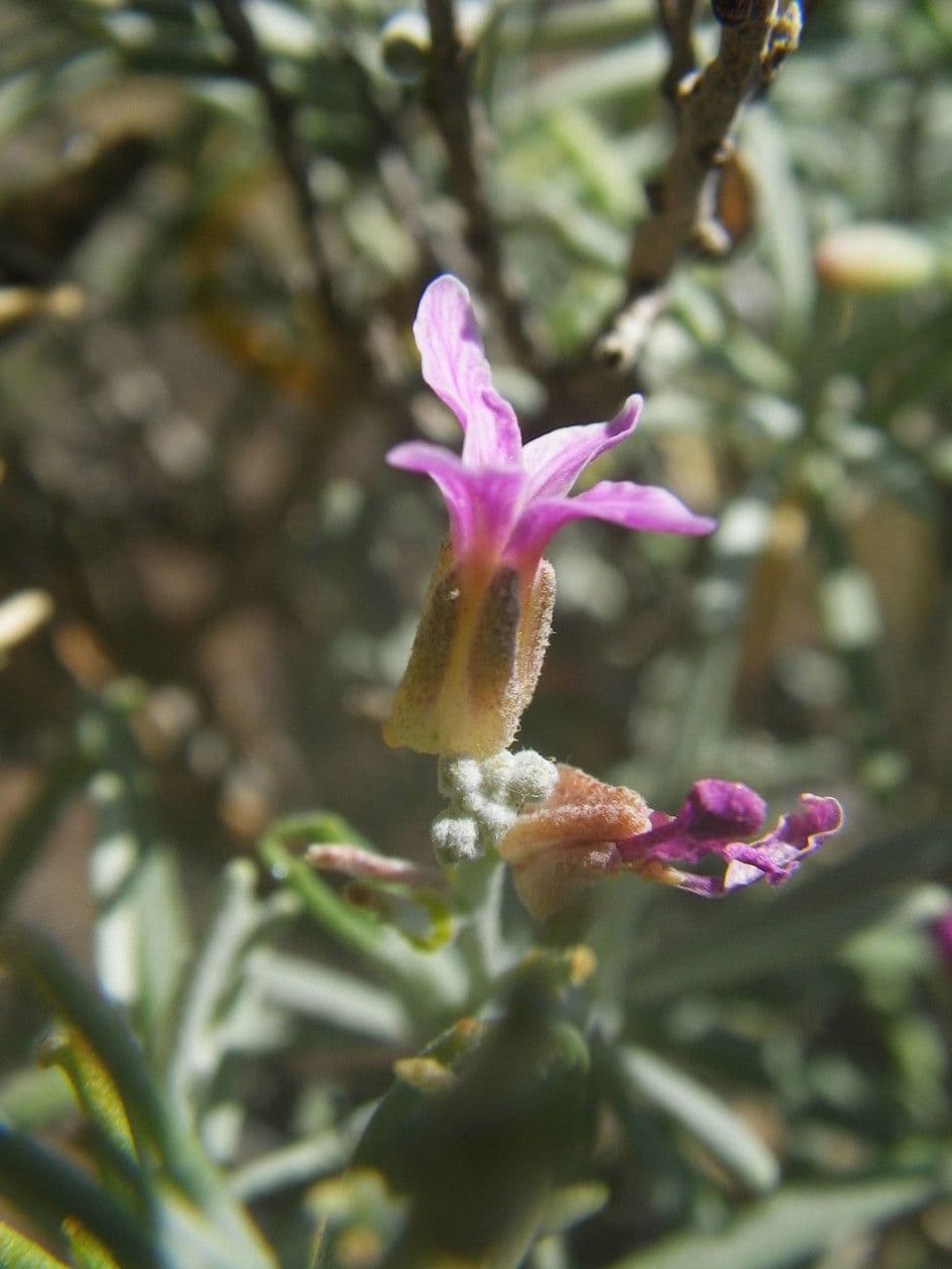 Parolinia