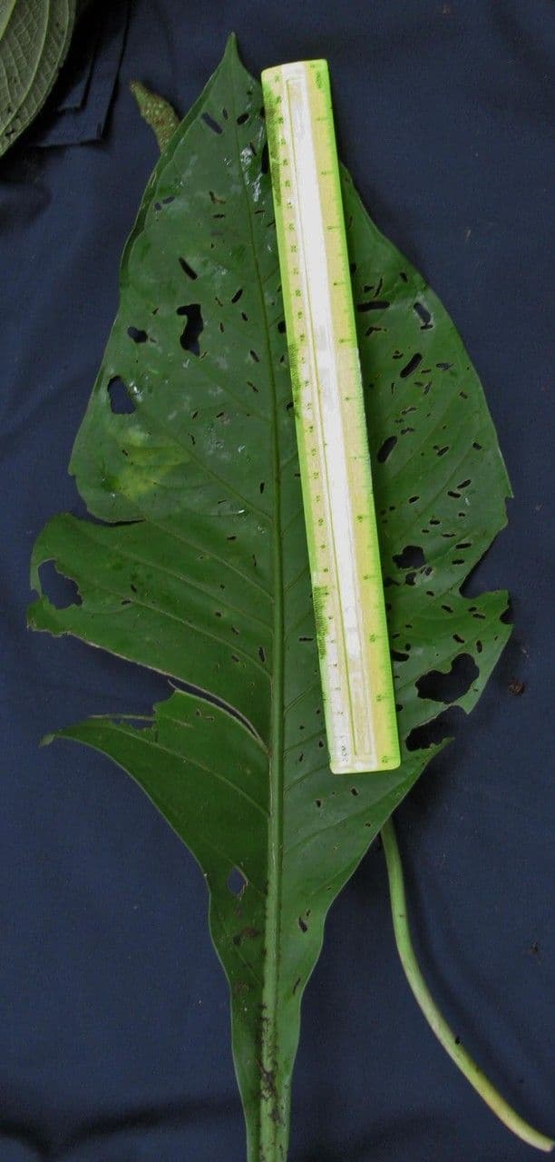 Anturio 3