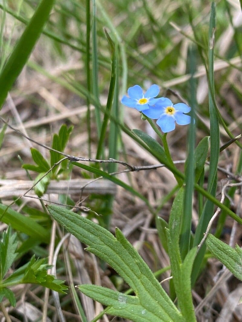 Myosotis asiatica