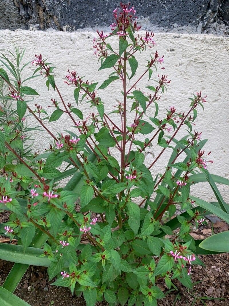 Cuphea racemosa 8