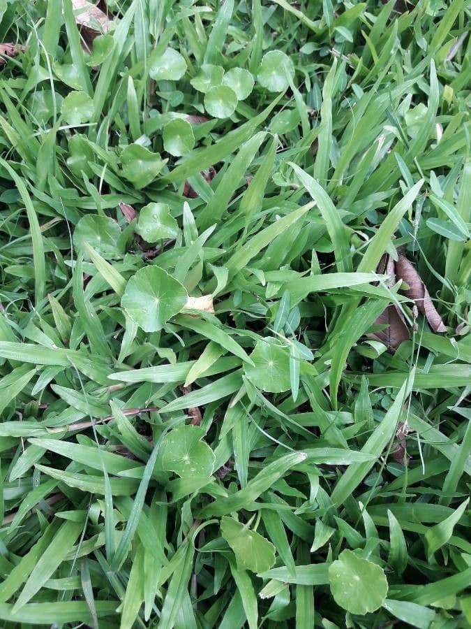 Hierba de San Guillermo 7