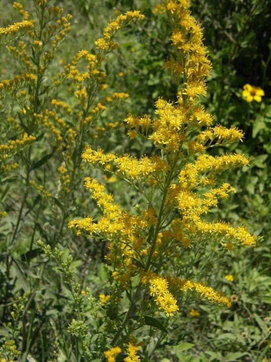 Solidago 7