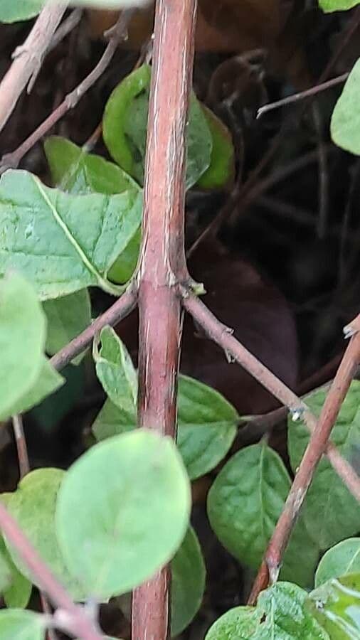Sinfricarpo orbicolare 23
