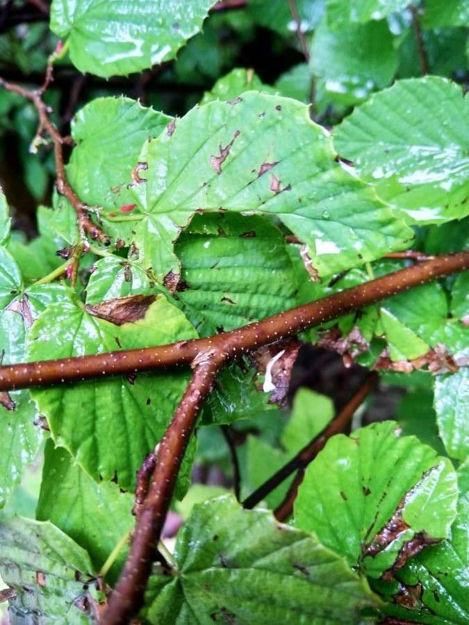 Corylopsis 19