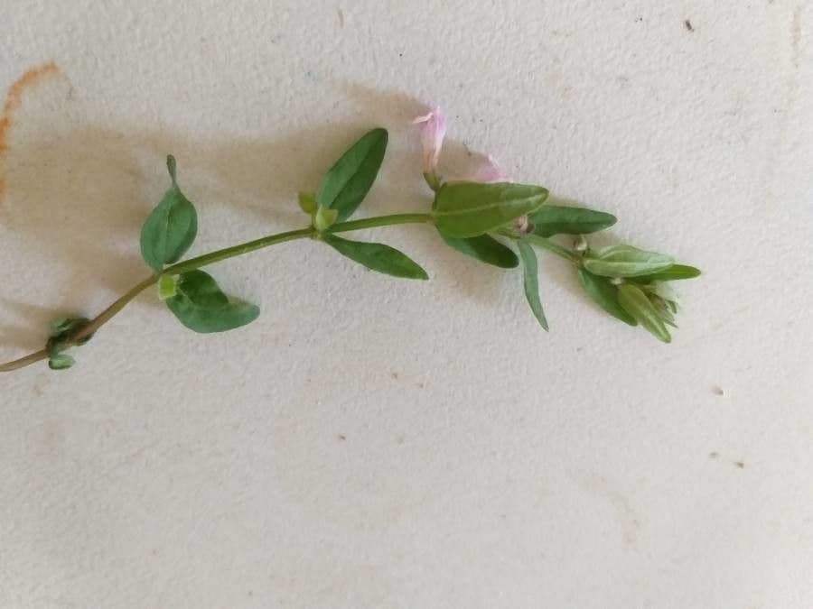 Scutellaria minore 13