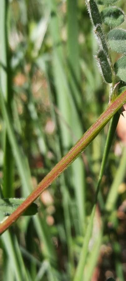 Vicia hybrida 25
