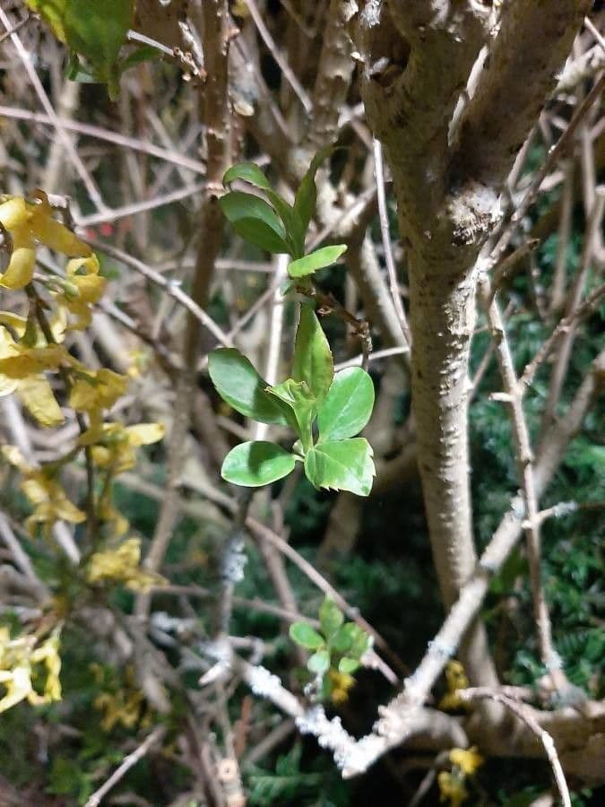 Forsythia pendula 13
