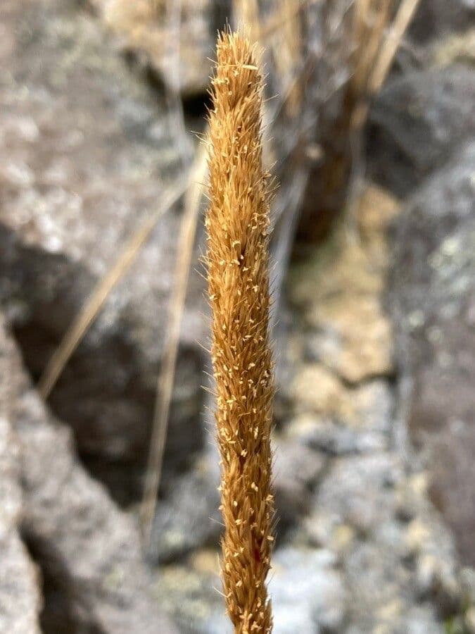 Rosa 5