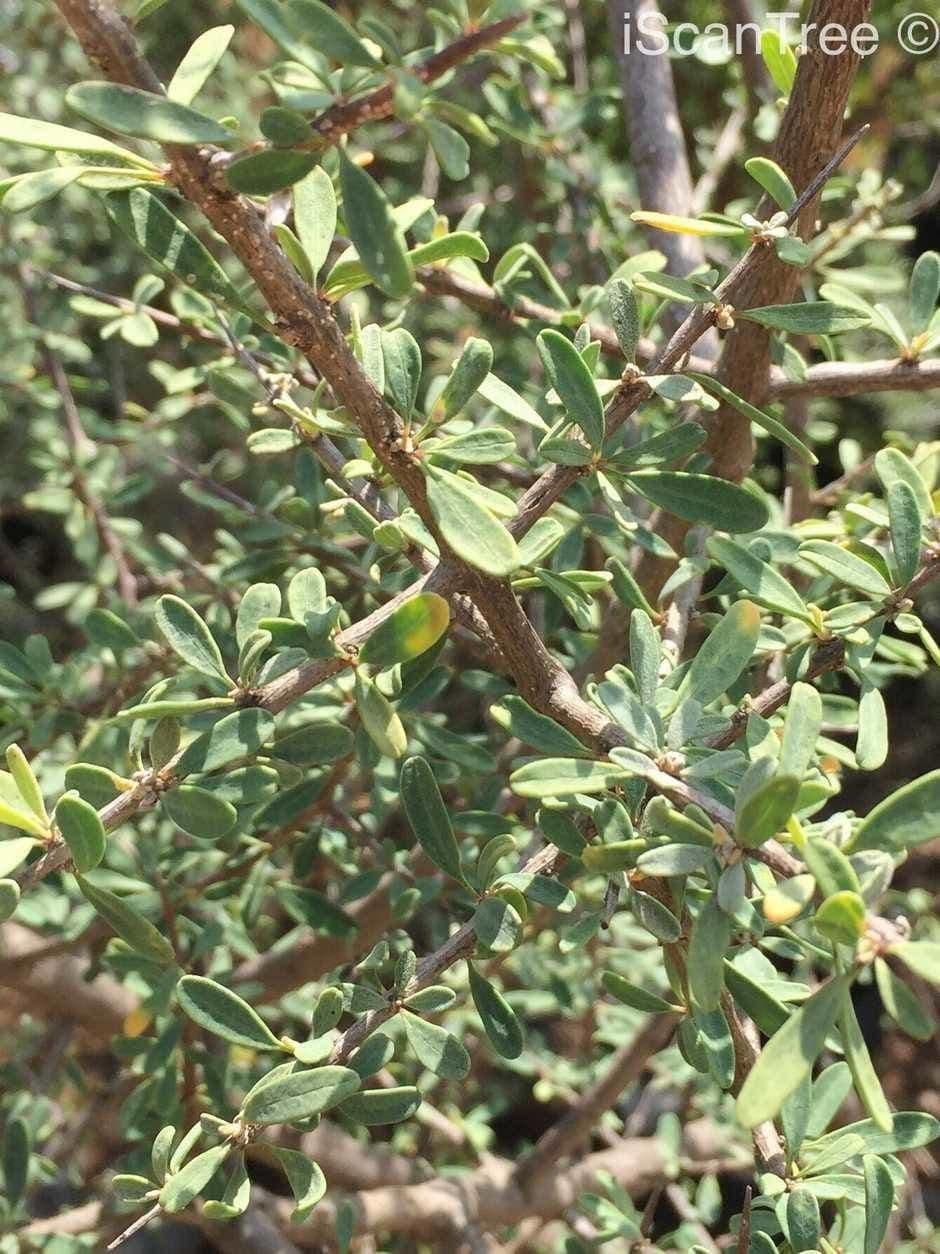 Karoo-Gold 9