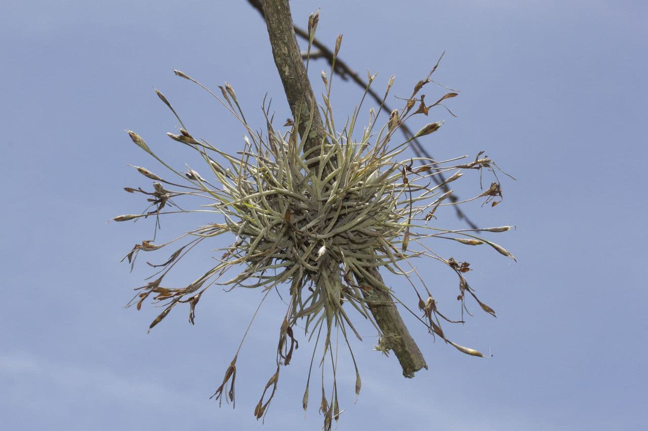 Tillandsia 7