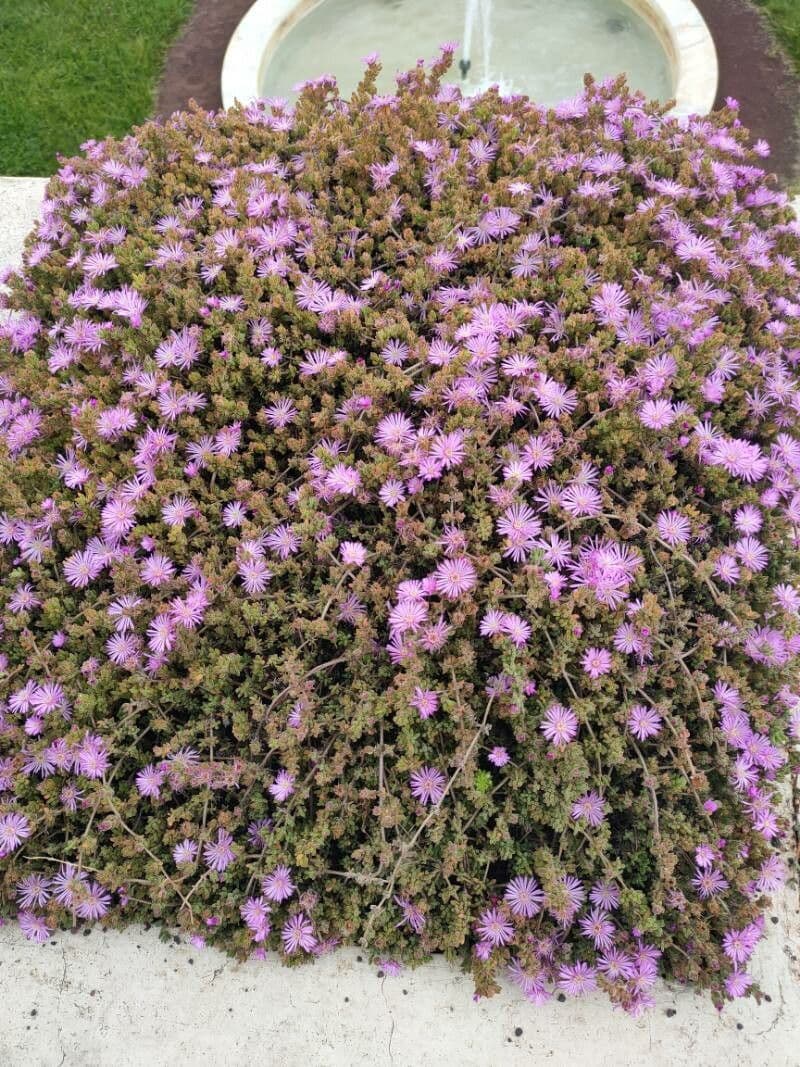 Drosanthemum fleuri 14