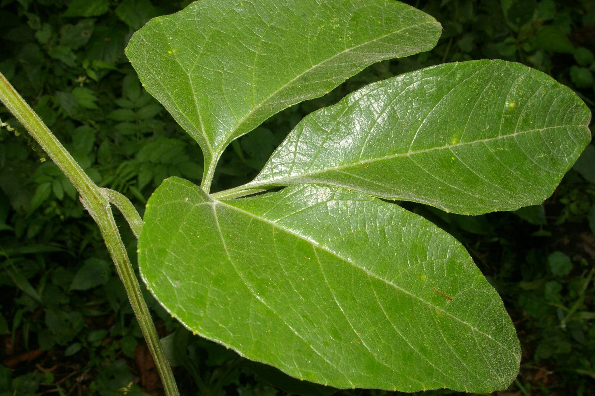 Psiguria warscewiczii 6