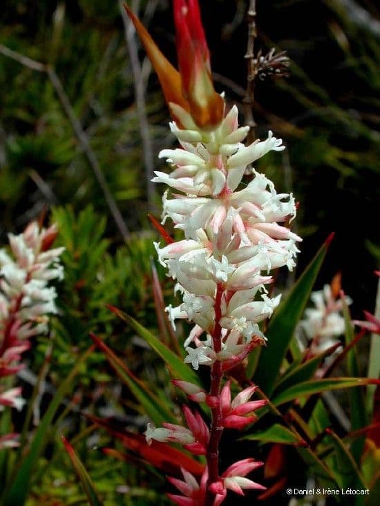 Dracophyllum 5