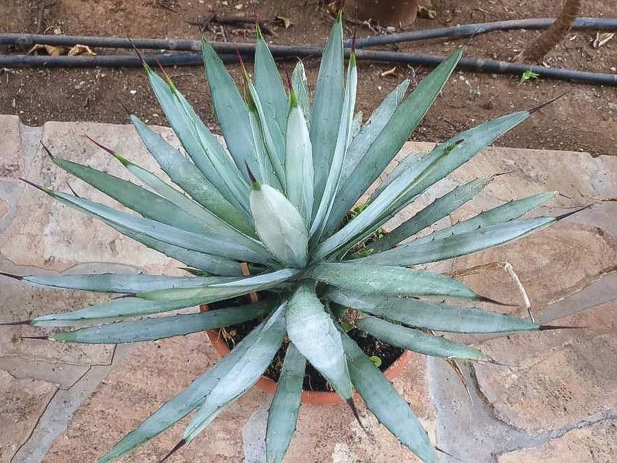 Agave 4