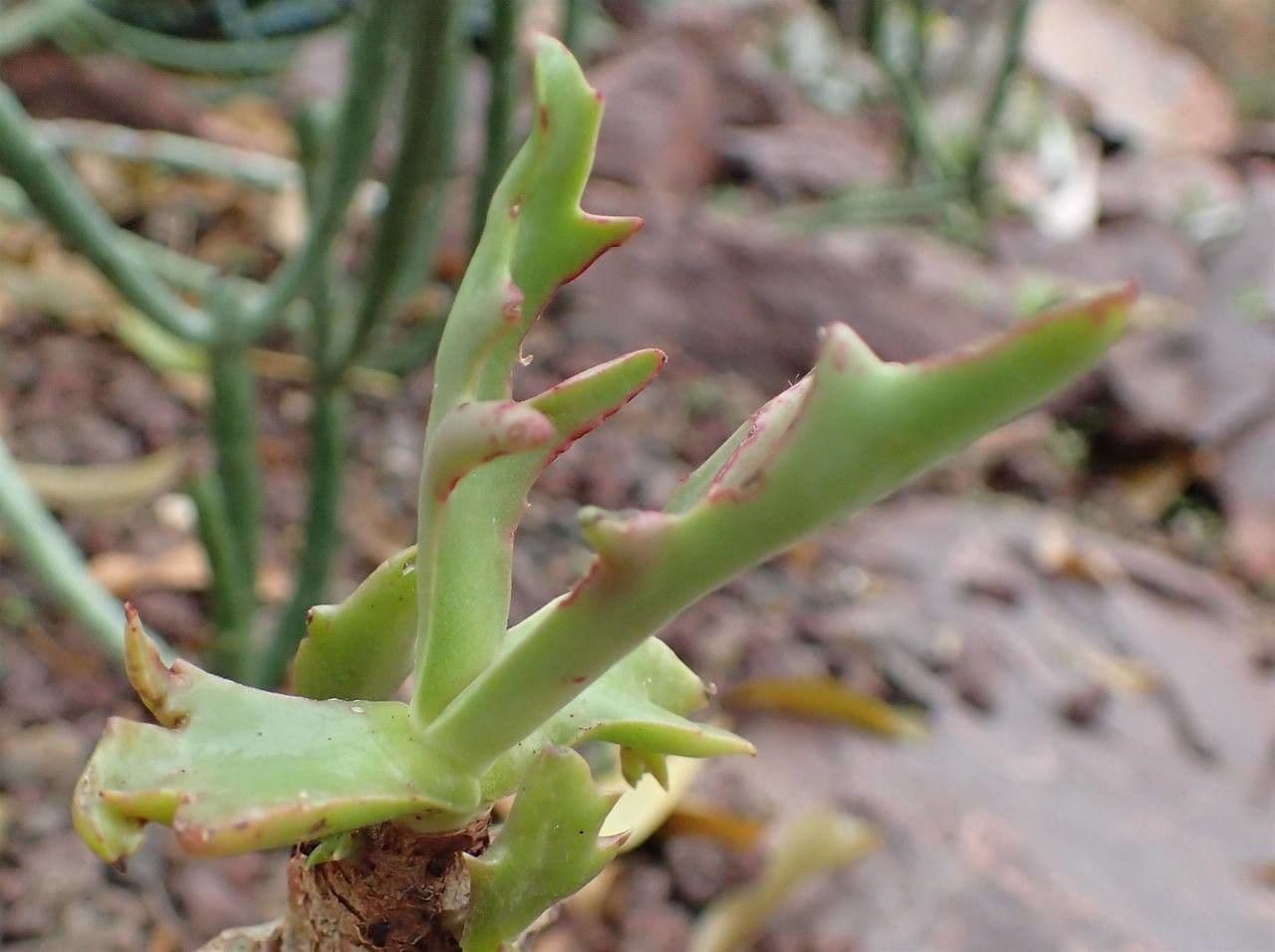 Kalanchoe 8
