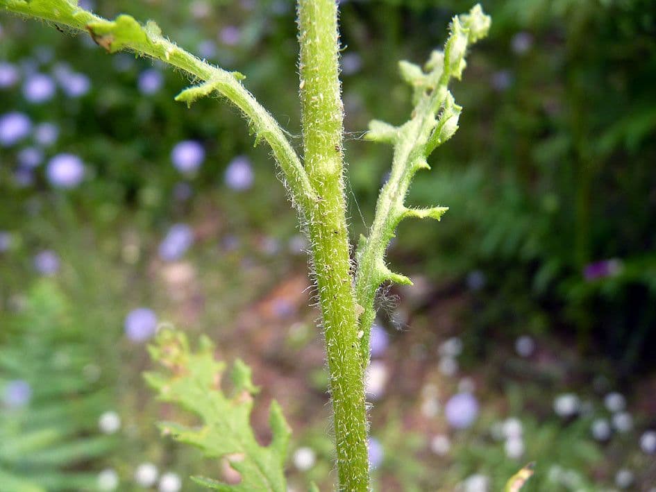 Senecio dei boschi 23