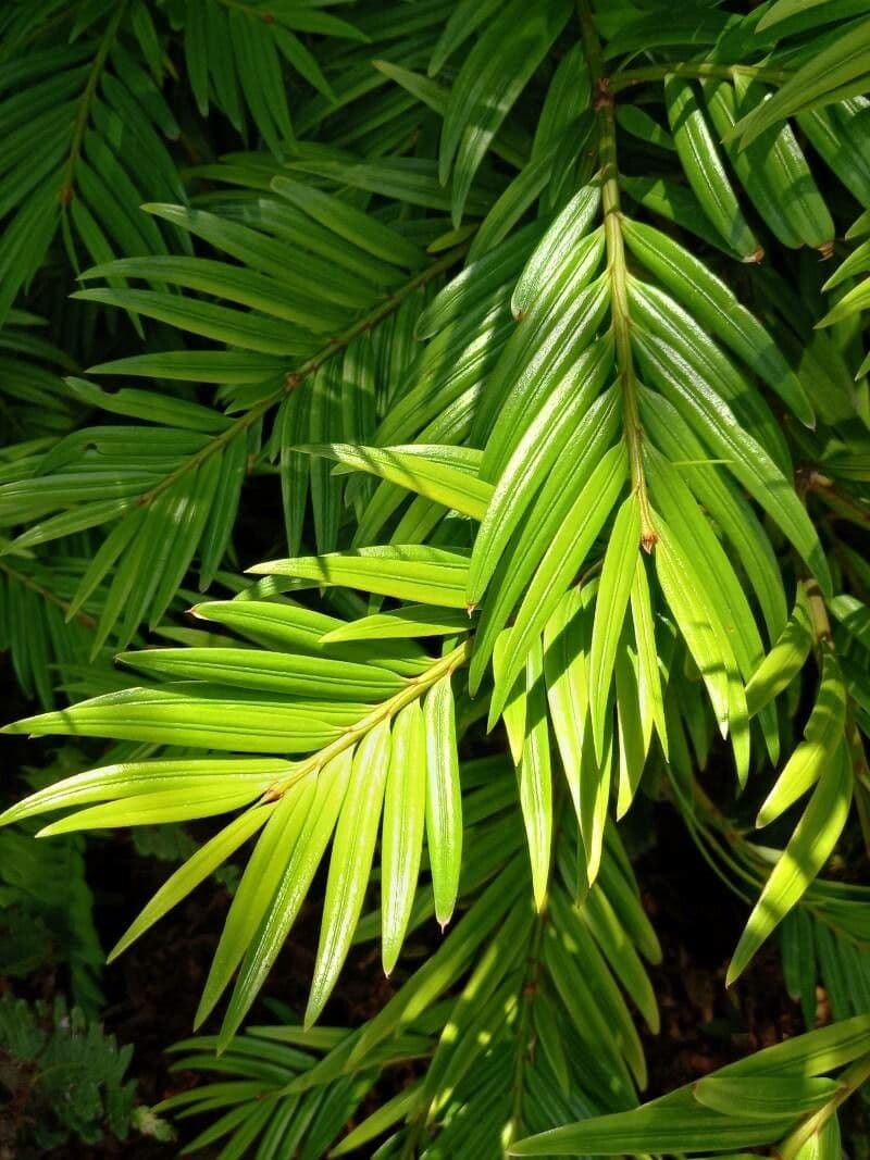 Amentotaxus