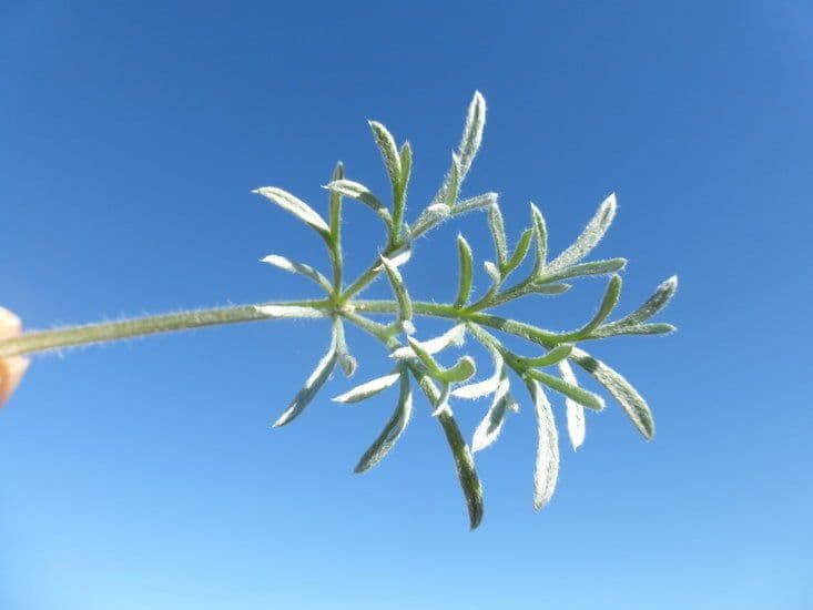 Artemisia pycnocephala 4
