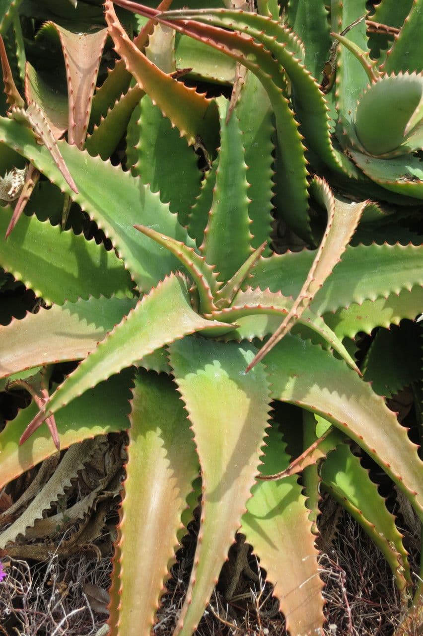 Aloe 3