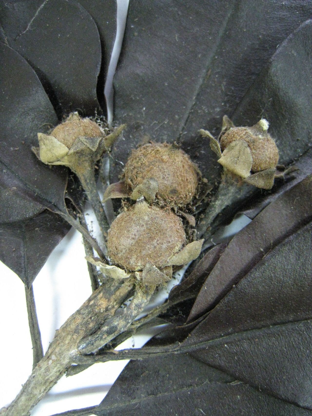 Sapodilla 30