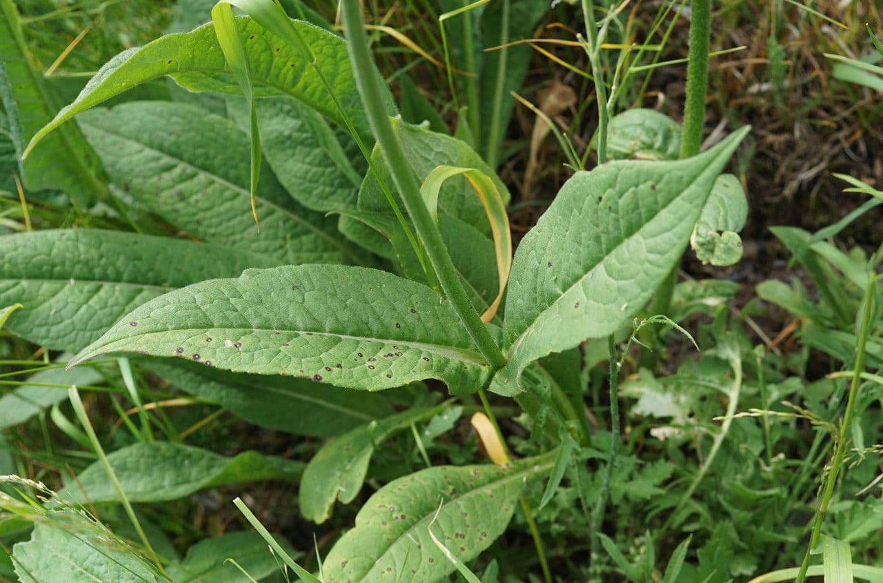 Knautia 16