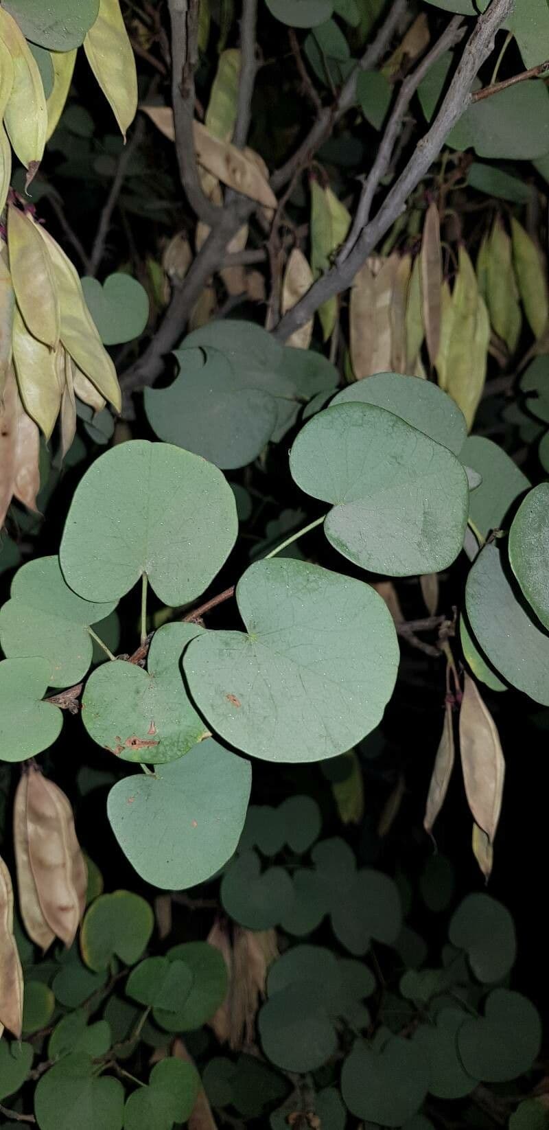 Dichondra 3