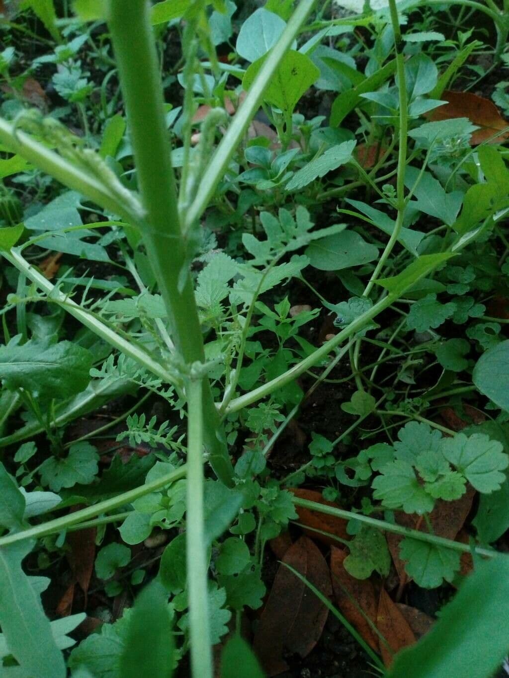 Crespigno sfrangiato 25