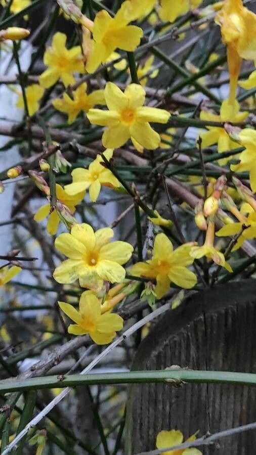 Winter-Jasmin 7