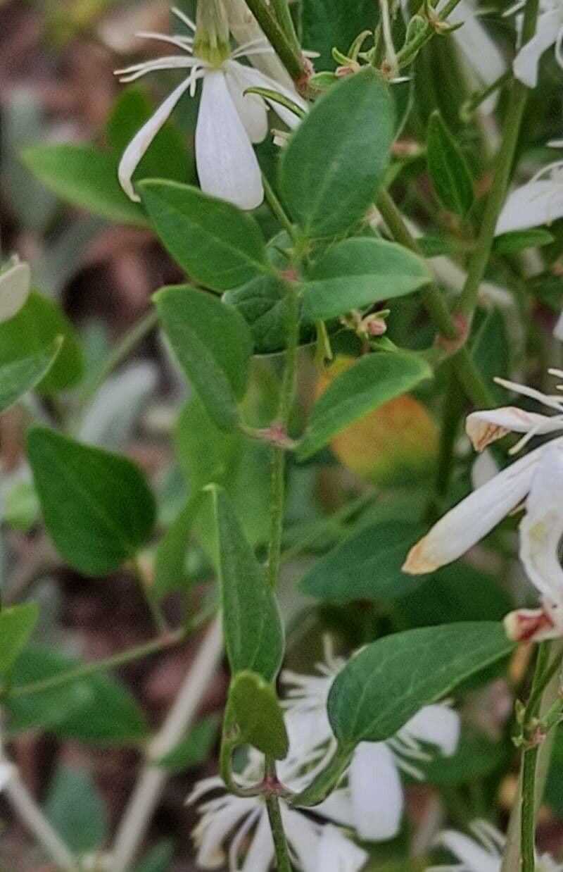 Clematítide 17