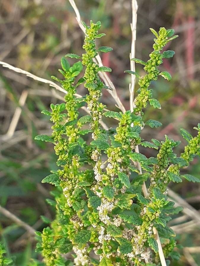 Chenopodio nano 16