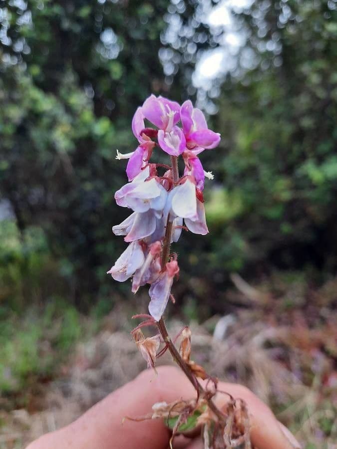 Desmodium 6