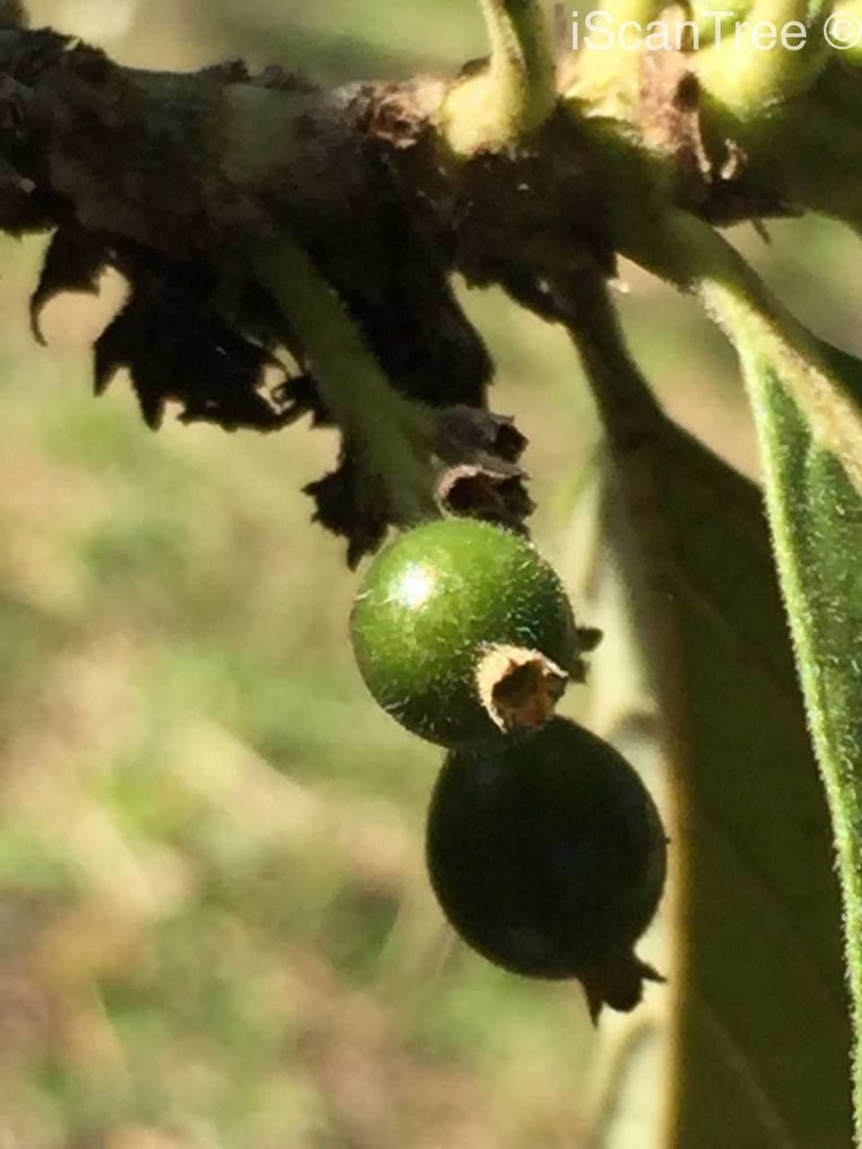 Pavetta 3