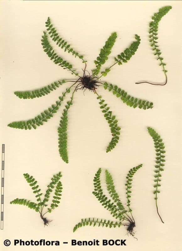 Asplenio verde 27
