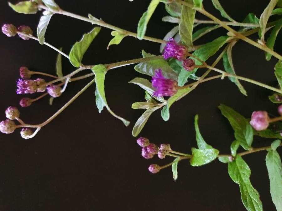 Gutenbergia 3