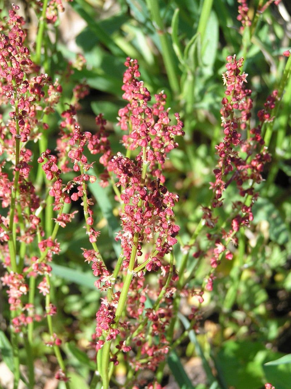 Acetosa 29