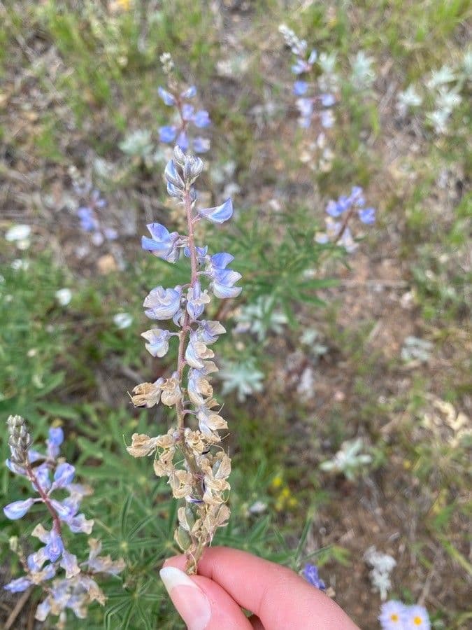 Silbriger Lupine 3