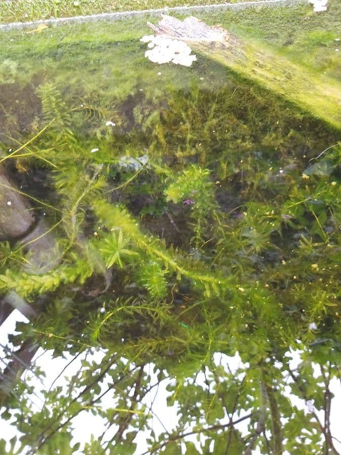 Elodea de Canadá 14