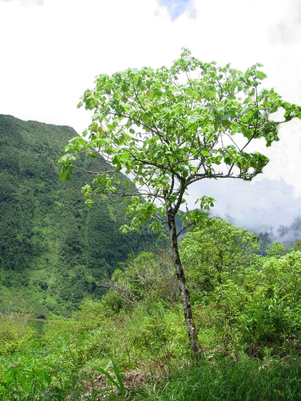 Dombeya 13
