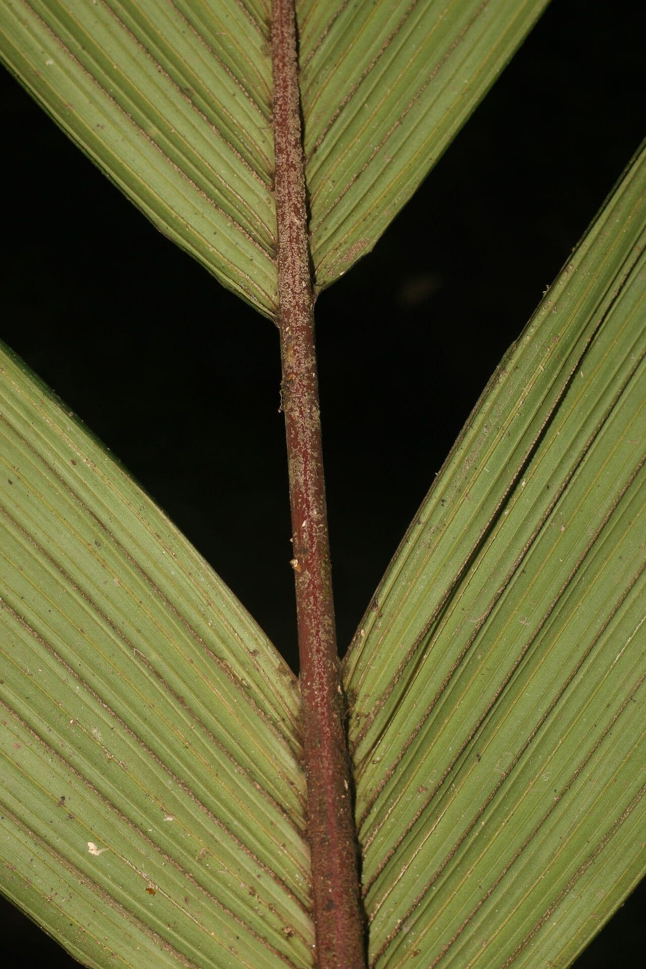 Calyptrogyne 13