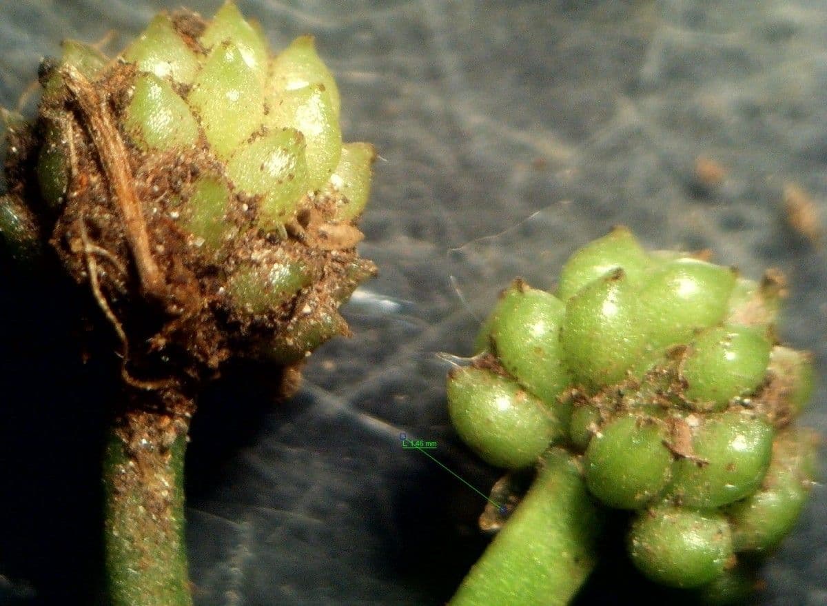 Ranunculus omiophyllus
