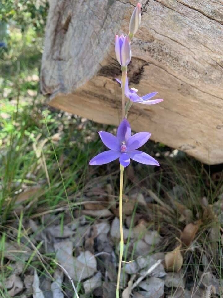 Large-leafed sun orchid