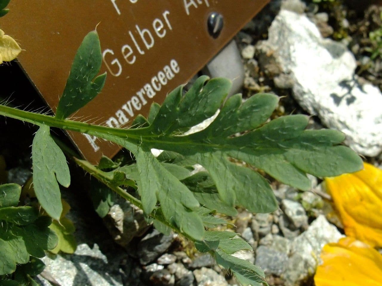 Alpen-Mohn 16